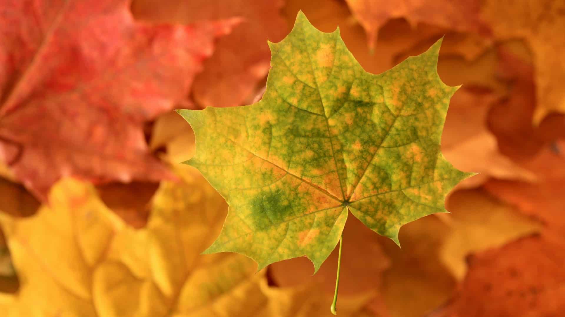 A vibrant green maple leaf surrounded by red and yellow autumn leaves. A vibrant green maple leaf surrounded by red and yellow autumn leaves.