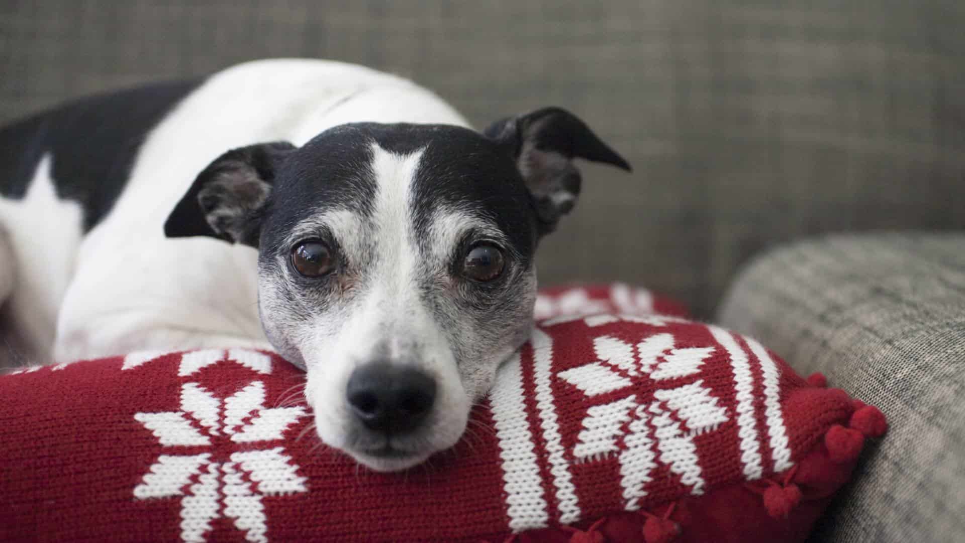 A close-up of a black and white dog resting its head on a red and white patterned pillow. A close-up of a black and white dog resting its head on a red and white patterned pillow.