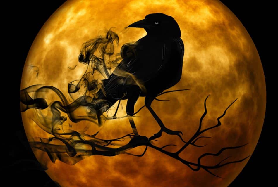 Black crow standing on a tree branch with large orange moon in the background